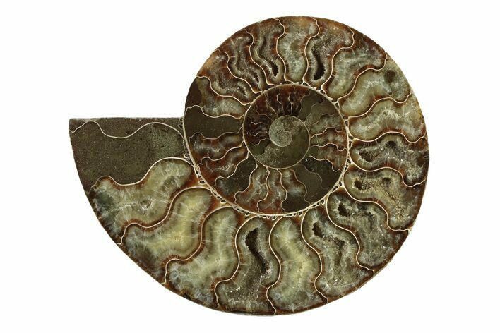 Cut & Polished Ammonite Fossil (Half) - Madagascar #341218